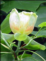 Tulipier